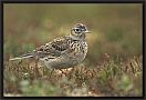 veldleewerik DSC_0033-01